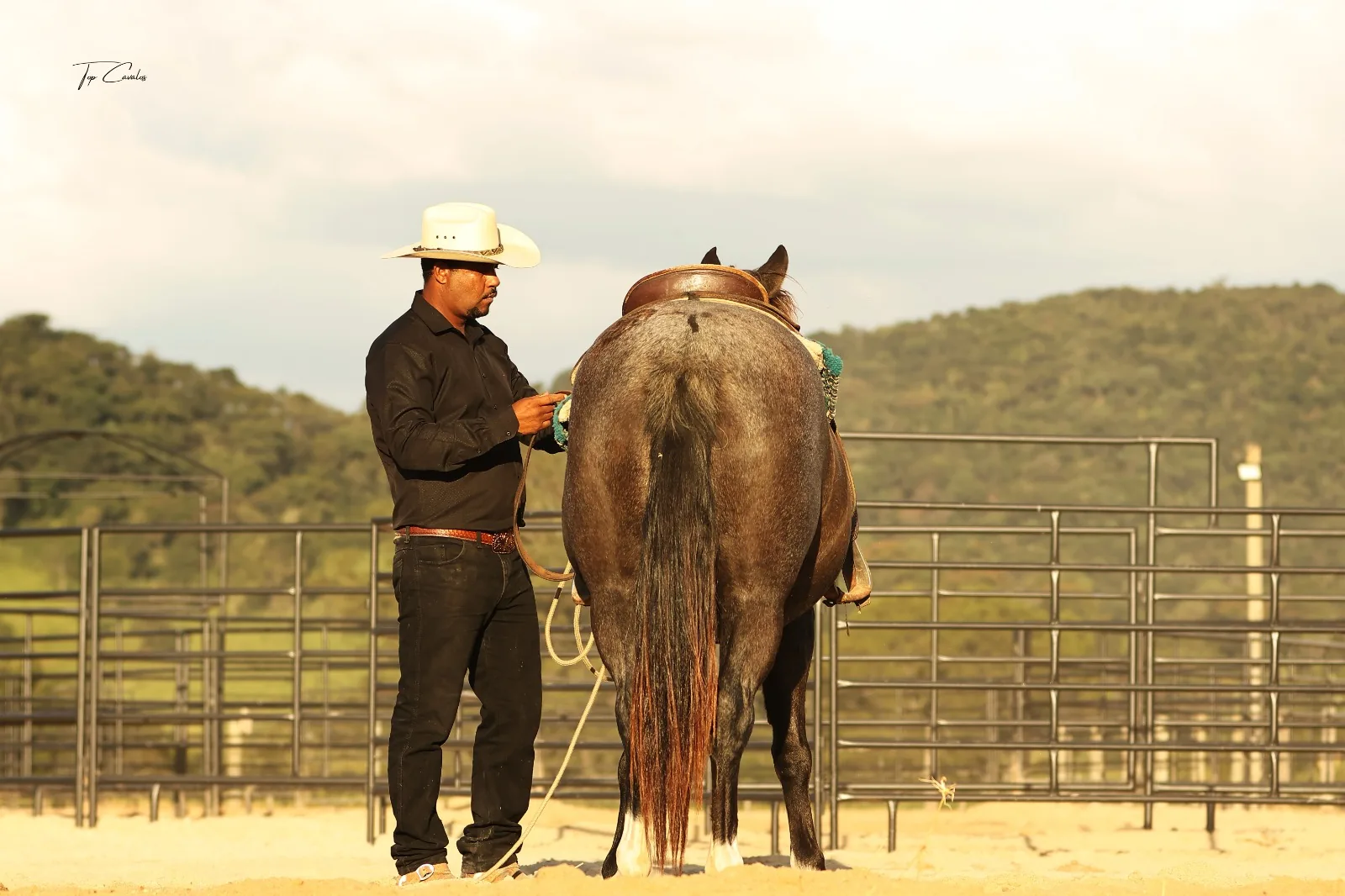Cavalo em preto e branco
